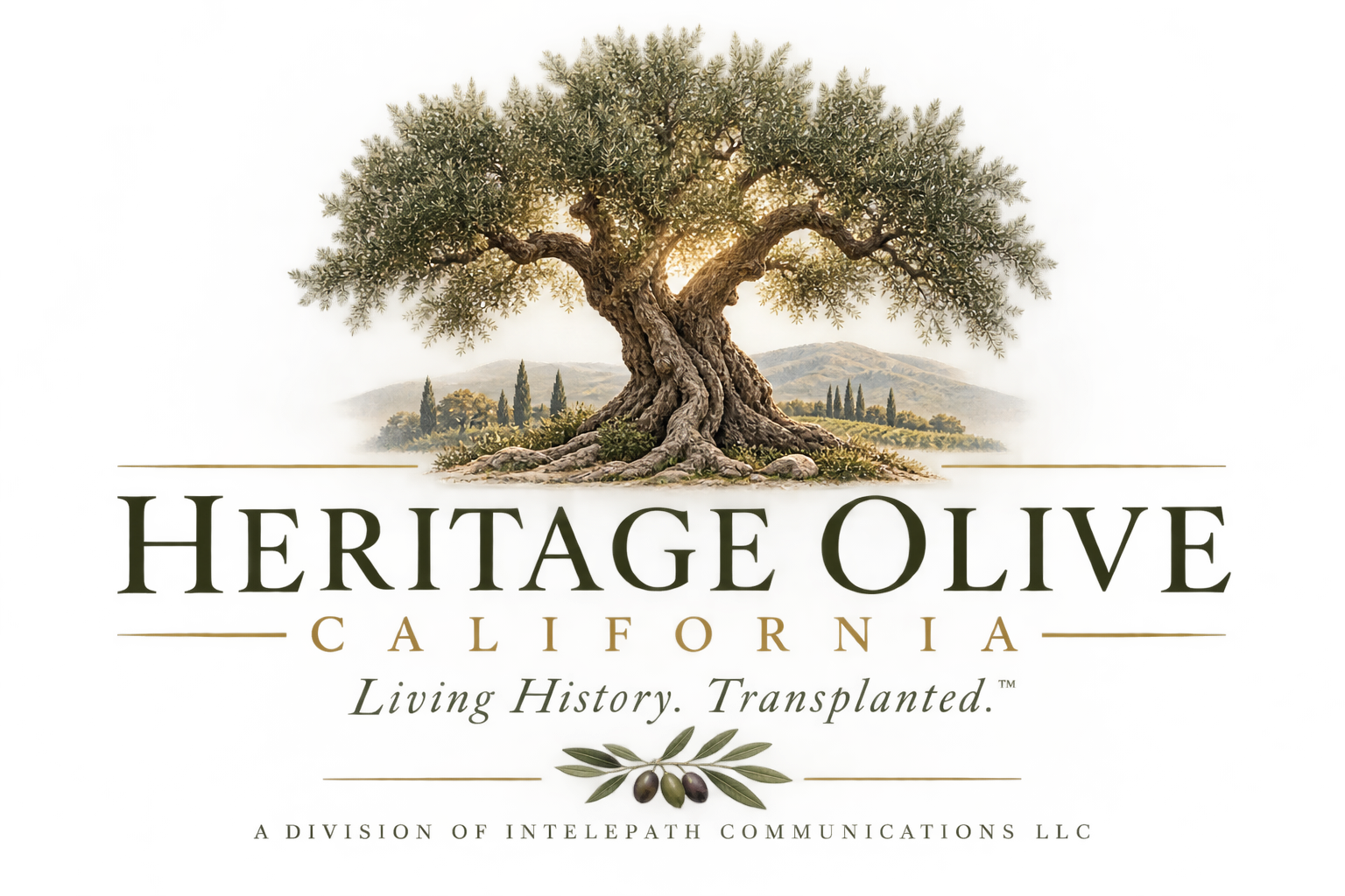 Heritage Olive California