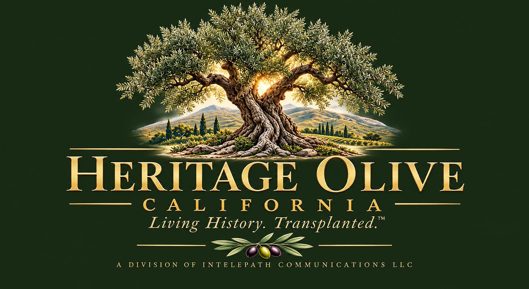 Heritage Olive California — Living History. Transplanted.