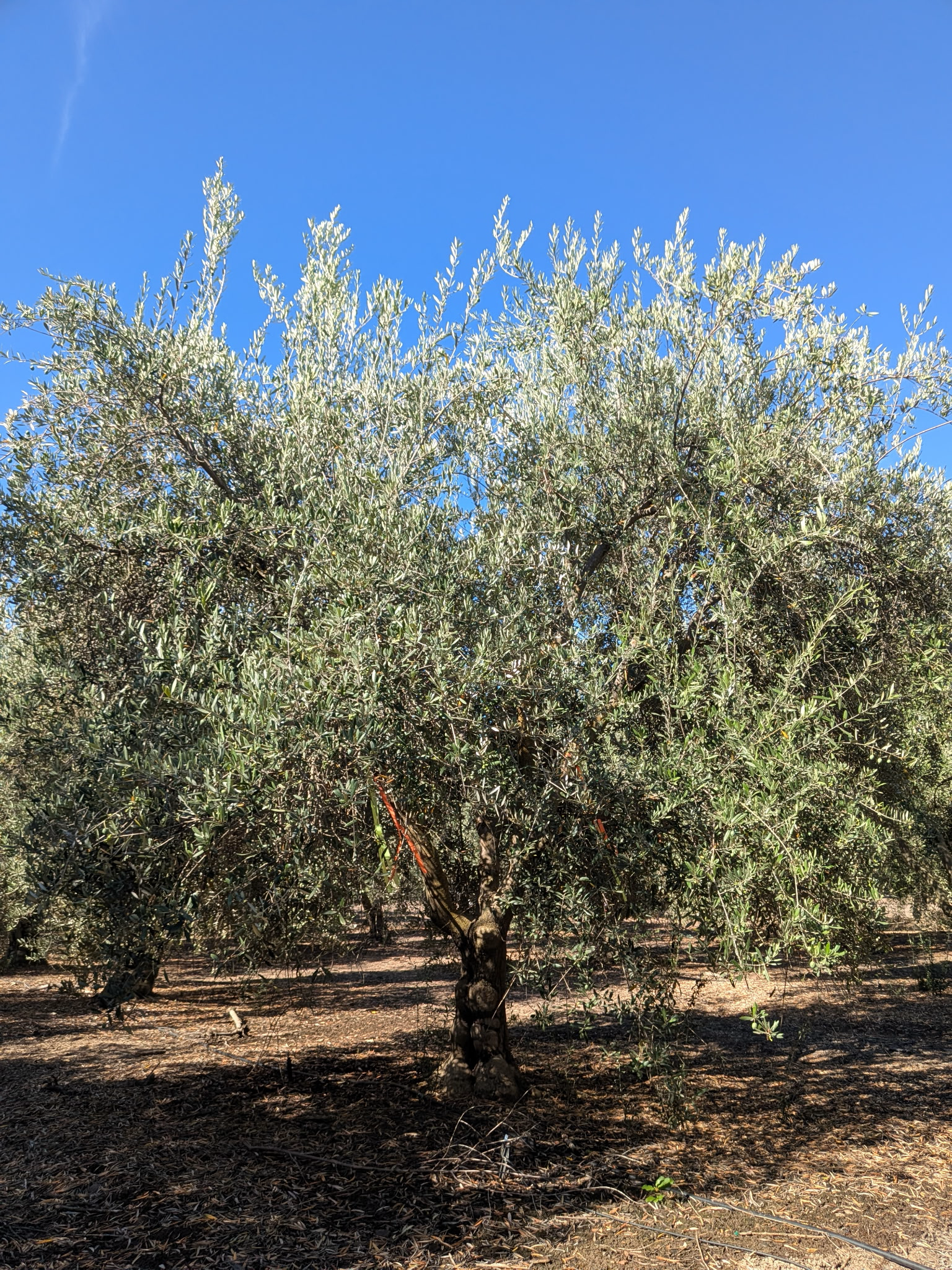 Heritage Olive California specimen HOC-104