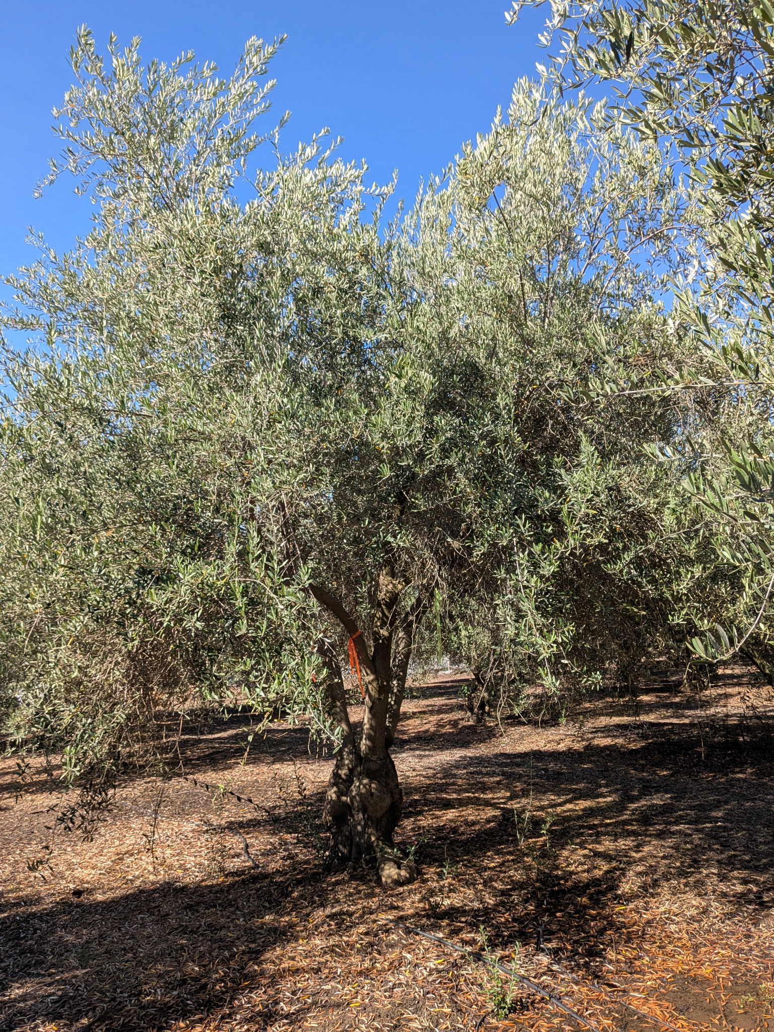 Heritage Olive California specimen HOC-103