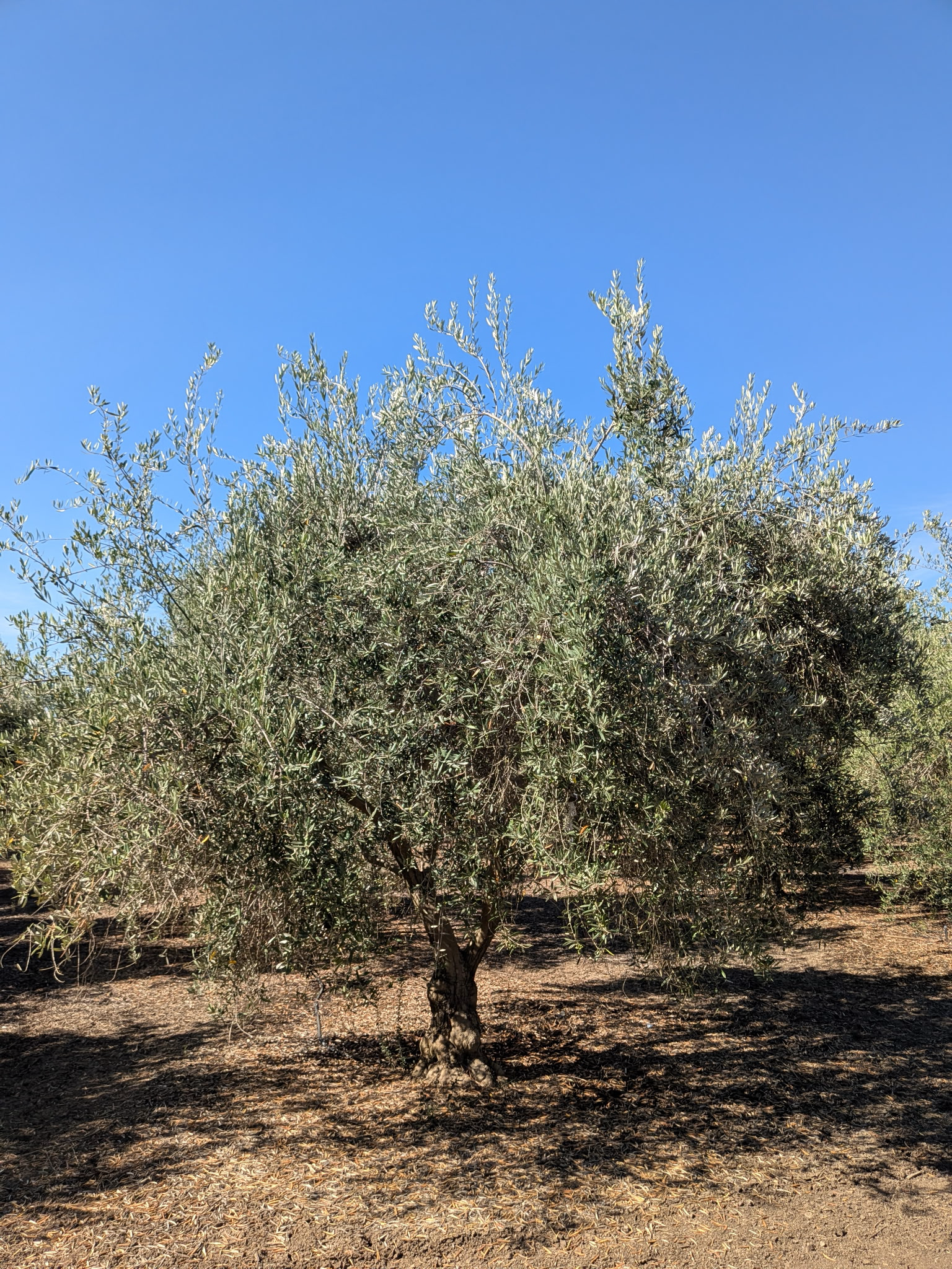 Heritage Olive California specimen HOC-102