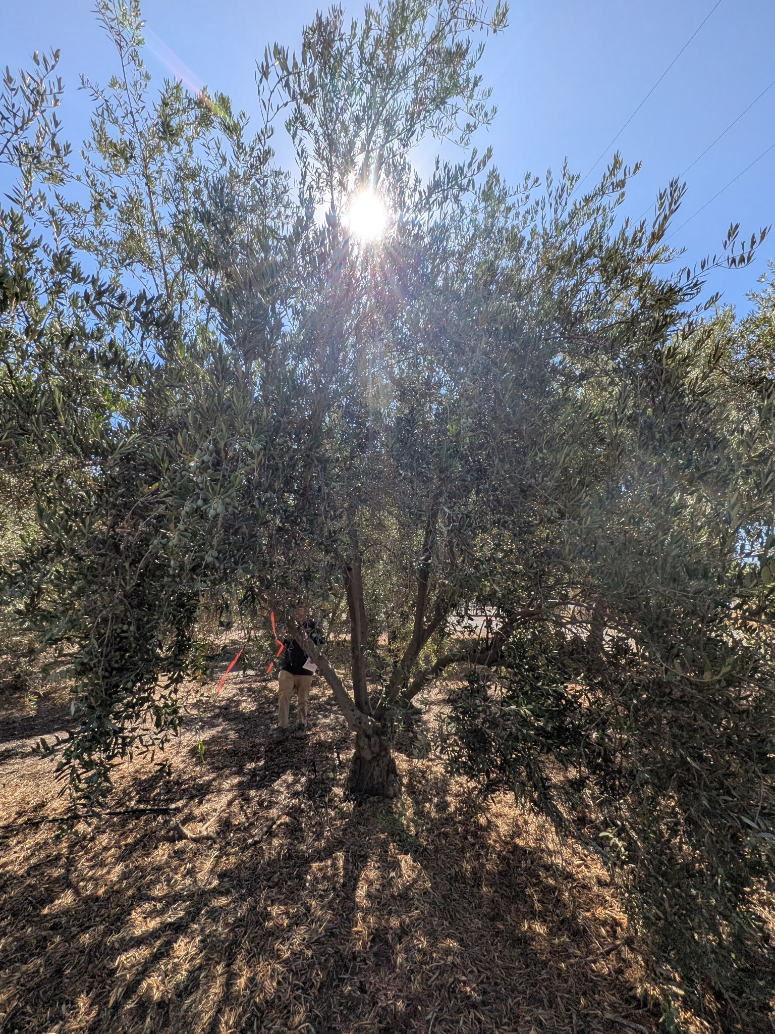 Heritage Olive California specimen HOC-101